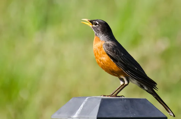 Americano Robin Singing Mentre appollaiato su una luce cortile — Foto Stock