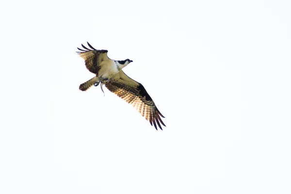 Osprey llevando pescado sobre fondo blanco — Foto de Stock