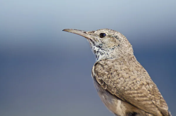 Profil d'un Rock Wren — Photo