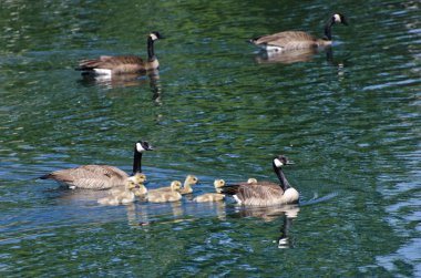 veliler ile Yüzme şirin küçük kuşlar