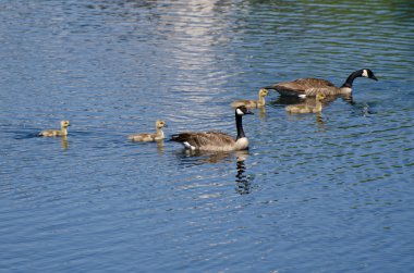 veliler ile Yüzme şirin küçük kuşlar