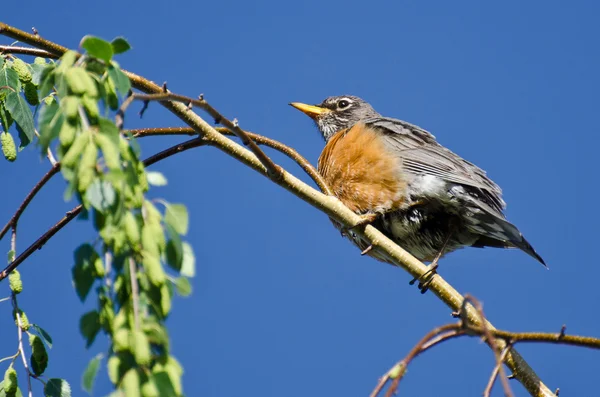 Americano robin encaramado en una rama — Foto de Stock