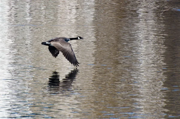 Канадские гуси летают над водой — стоковое фото