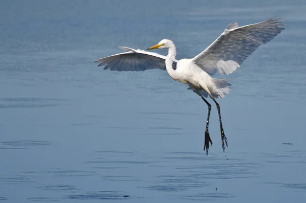 Great Egret Landing in Shallow Water — Stock Photo, Image