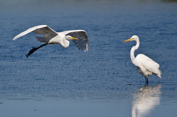 Great Egret Flying Over the Marsh — Stock Photo, Image