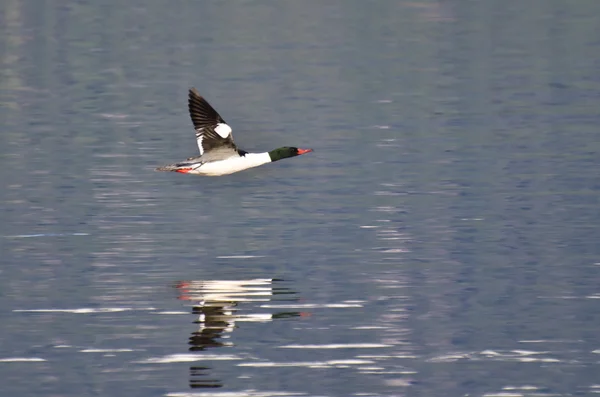 Gemeinsamer Merganser fliegt über das Wasser — Stockfoto