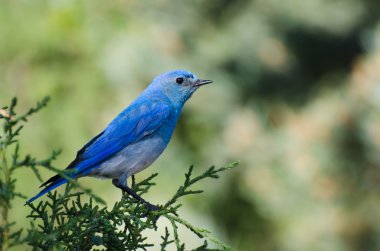 dağ ağaçta tünemiş bluebird