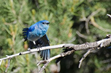 dağ ağaçta tünemiş bluebird