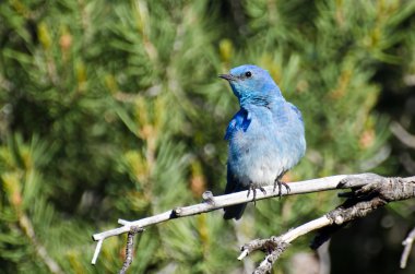 dağ ağaçta tünemiş bluebird
