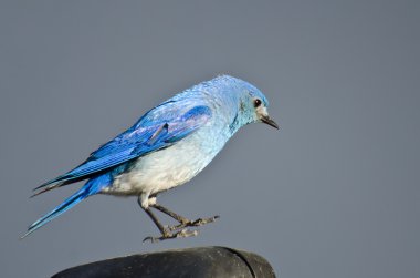 erkek dağ bluebird havada asılı