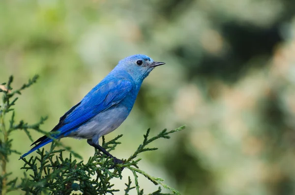 Mountain bluebird uppflugen i ett träd — Stockfoto