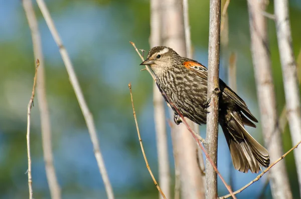Immature Red-Winged Blackbird Perched in a Tree — Stock Photo, Image