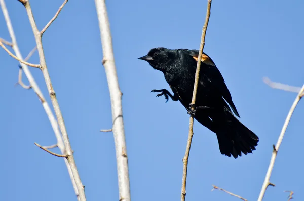 Pájaro negro alado rojo saltando a una nueva rama en el árbol — Foto de Stock