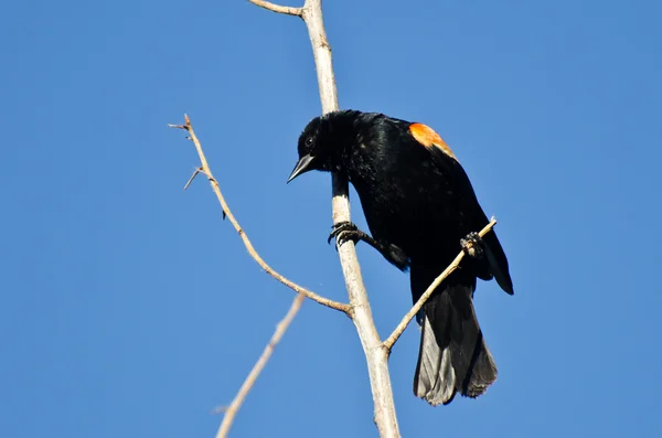 Czerwony - skrzydlaty blackbird wznosi się w drzewo — Zdjęcie stockowe