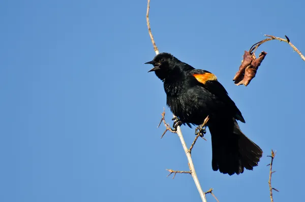 Quiscale à ailes rouges appelant alors qu'il est perché dans un arbre — Photo