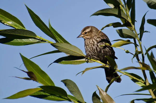 Red-Winged Blackbird Perched in Tree — Stock Photo, Image