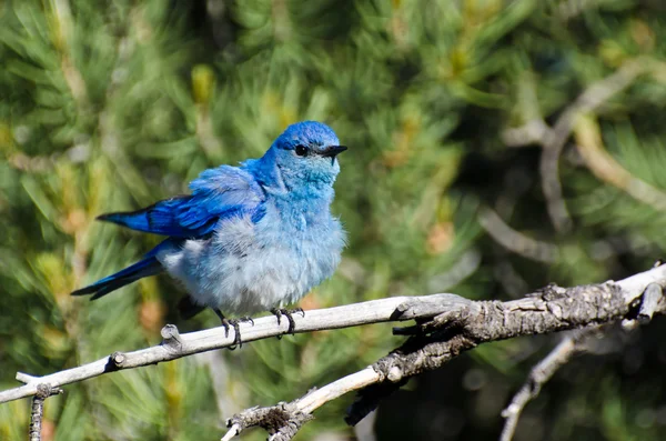 Ruffled Mountain Bluebird Perched in a Tree — Stock Photo, Image