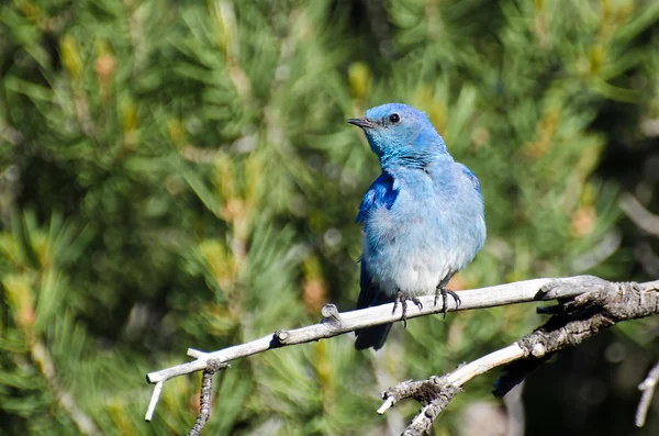山蓝知更鸟栖息在一棵树 — 图库照片