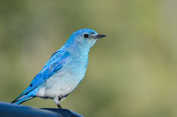 Profil eines Gebirgsblauvogels — Stockfoto