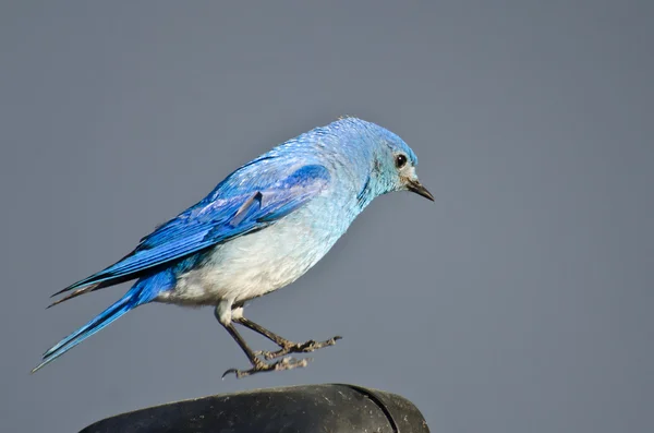 Hombre Mountain Bluebird suspendido en el aire — Foto de Stock