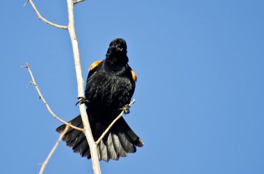 Kırmızı - kanatlı karakuş ağaca tünemiş çağıran