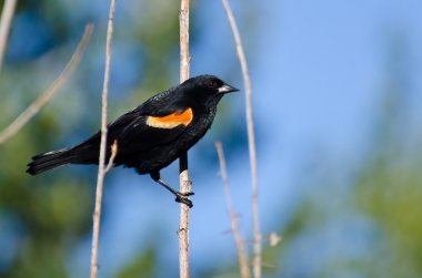 Kırmızı - kanatlı karakuş ağaca tünemiş