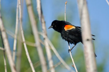 Kırmızı - kanatlı karakuş ağaca tünemiş