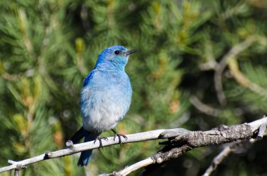 dağ ağaçta tünemiş bluebird