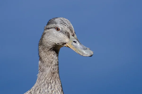 Profile of a Female Mallard Duck — Stock Photo, Image
