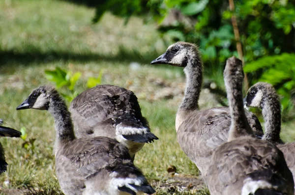 Goslings amadurecendo que olham mais como gansos adultos — Fotografia de Stock