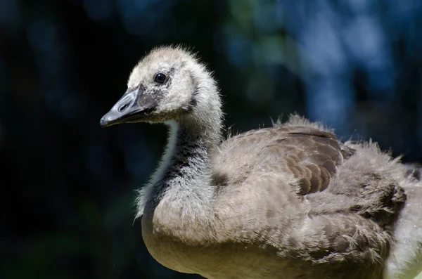 Canada Goose Gosling Profile — Stock Photo, Image