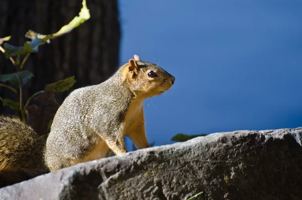 Eichhörnchen, aufmerksam auf einem Felsen hockend — Stockfoto