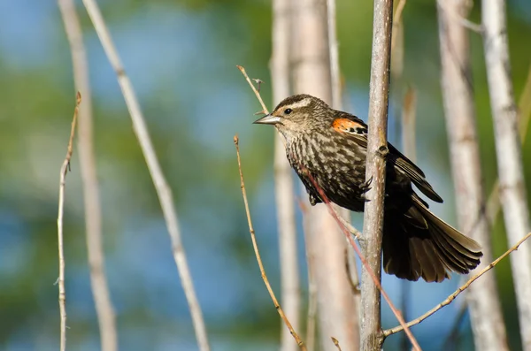 Immature Red-Winged Blackbird Perched in a Tree — Stock Photo, Image