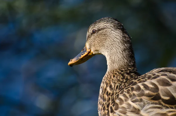 Profiel van:: vrouwelijke mallard duck — Stockfoto