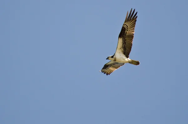 蓝蓝的天空飞翔的鱼鹰狩猎 — 图库照片