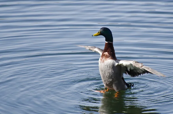 Mallard duck met gespreide vleugels — Stockfoto