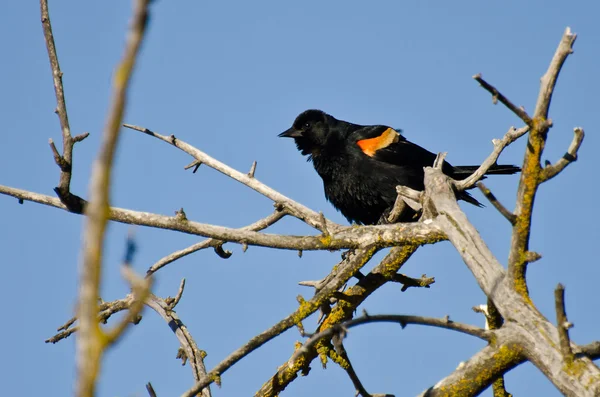 Piros - szárnyas feketerigó ült a fa — Stock Fotó