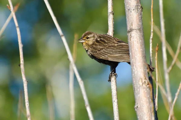 Red-Winged Blackbird Perched in a Tree — Stock Photo, Image
