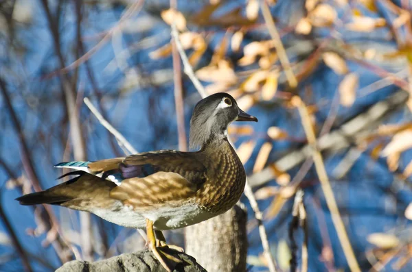 Curieux canard en bois femelle — Photo