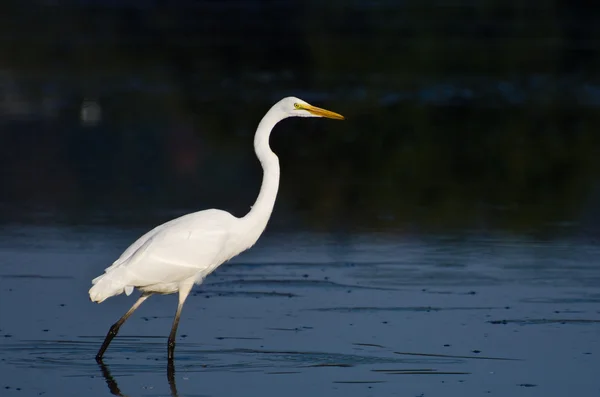 Grande Egret caça para peixes — Fotografia de Stock