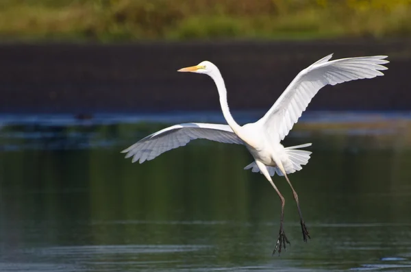 Grande Egret Landing in acque poco profonde — Foto Stock