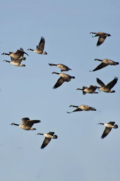 Grand troupeau d'oies volant dans le ciel bleu — Photo