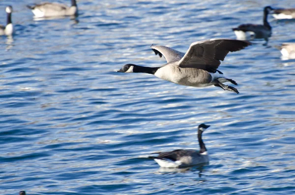 Канадские гуси летают над водой — стоковое фото