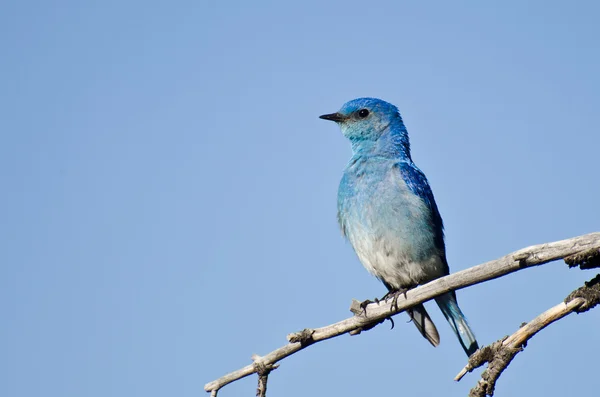 Dağ ağaçta tünemiş bluebird — Stok fotoğraf