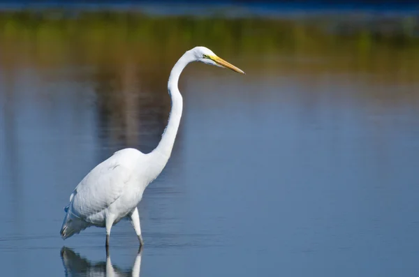 Grande Egret Caça para peixes no outono — Fotografia de Stock