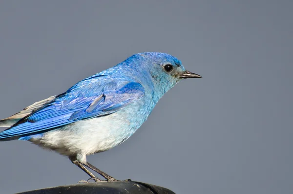 Close Profile of a Male Mountain Bluebird — Stock Photo, Image