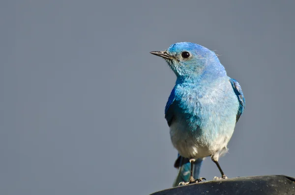 Fermer Profil d'un Bluebird de montagne mâle — Photo