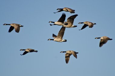 büyük mavi gökyüzünde uçan kaz sürüsü