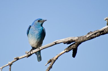 dağ ağaçta tünemiş bluebird