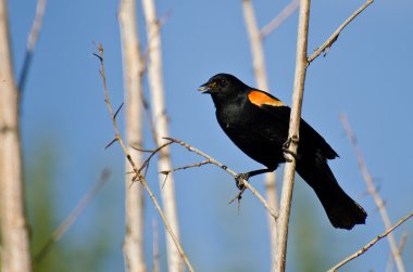 Kırmızı - kanatlı karakuş holding böcek ele geçirdi.